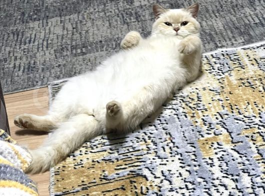 Dişi 15 Aylık Kedi görsel