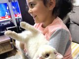 Dişi 15 Aylık Kedi