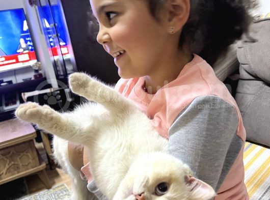 Dişi 15 Aylık Kedi görsel