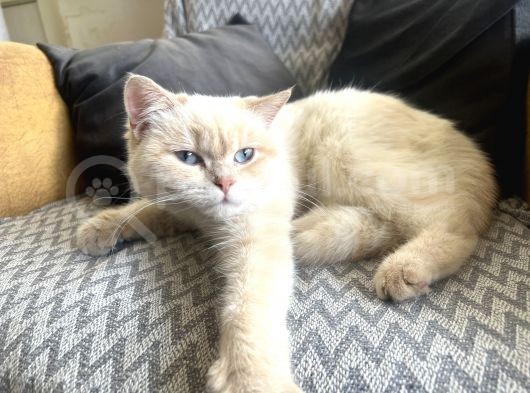 Dişi 15 Aylık Kedi görsel