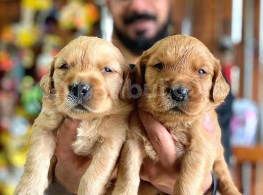 Bebek Yüzlü Golden A Kali̇te Irk görsel