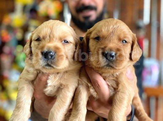 Bebek Yüzlü Golden A Kali̇te Irk görsel