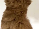 2 Aylık Orjinal Maltipoo Yavrular