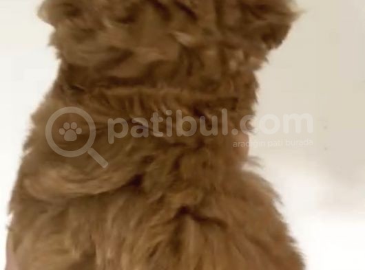 2 Aylık Orjinal Maltipoo Yavrular görsel