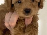 2 Aylık Orjinal Maltipoo Yavrular