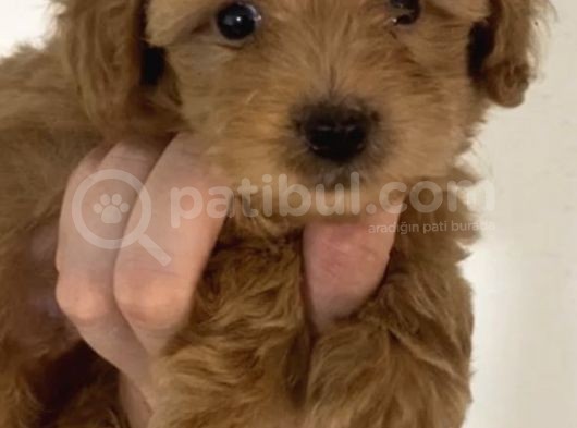 2 Aylık Orjinal Maltipoo Yavrular görsel