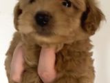 2 Aylık Orjinal Maltipoo Yavrular