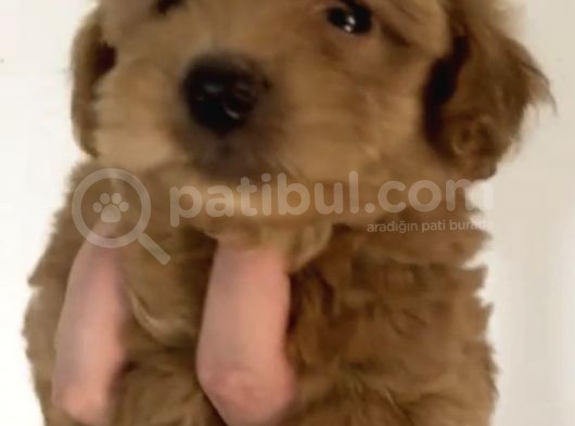 2 Aylık Orjinal Maltipoo Yavrular görsel