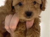 2 Aylık Orjinal Maltipoo Yavrular