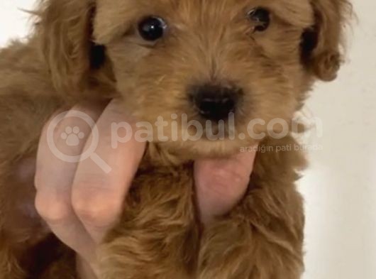 2 Aylık Orjinal Maltipoo Yavrular görsel
