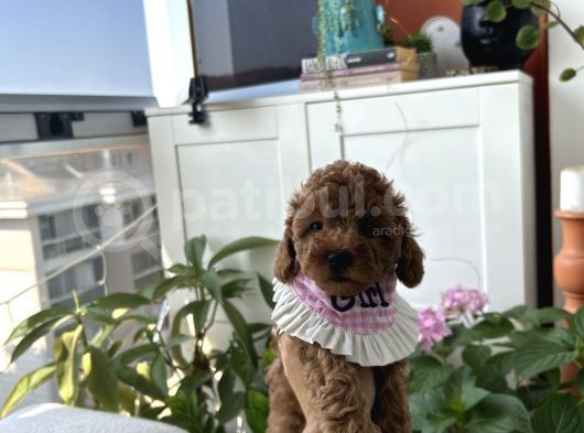 2 Aylık Prenses görsel