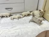 Dişi 15 Aylık Kedi