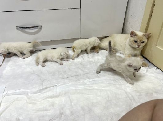 Dişi 15 Aylık Kedi görsel