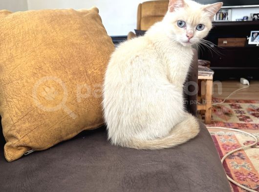 Dişi 15 Aylık Kedi görsel