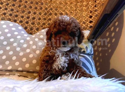 Irkının Harikası Poodle görsel