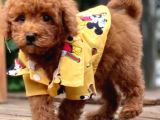 Irkının harikası poodle