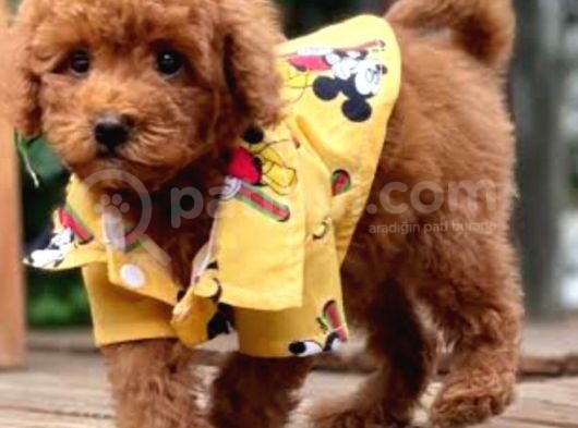 Irkının Harikası Poodle