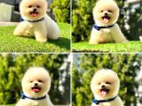 Pro Kan Teddy Face Pomerani̇an Yavrularimiz