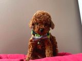 A Kali̇te Red Brown Toy Poodle Yavrularimiz