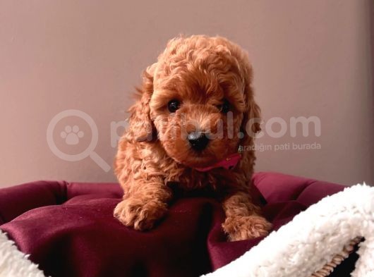 A Kali̇te Red Brown Toy Poodle Yavrularimiz görsel