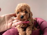 A Kali̇te Red Brown Toy Poodle Yavrularimiz