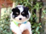 Minik oğlum panda
