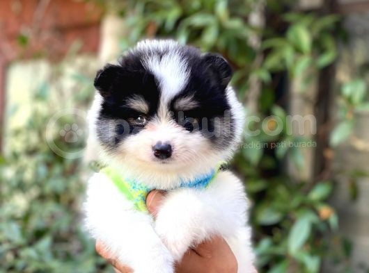 Minik Oğlum Panda