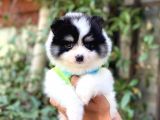 Minik Oğlum Panda