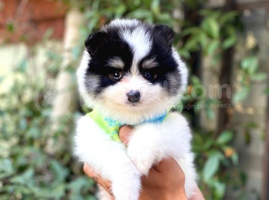 Minik Oğlum Panda görsel