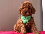 A Kali̇te Red Brown Toy Poodle Yavrularimiz
