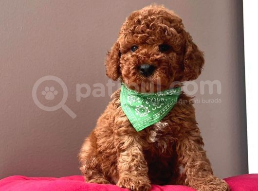 A Kali̇te Red Brown Toy Poodle Yavrularimiz