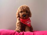 A Kali̇te Red Brown Toy Poodle Yavrularimiz