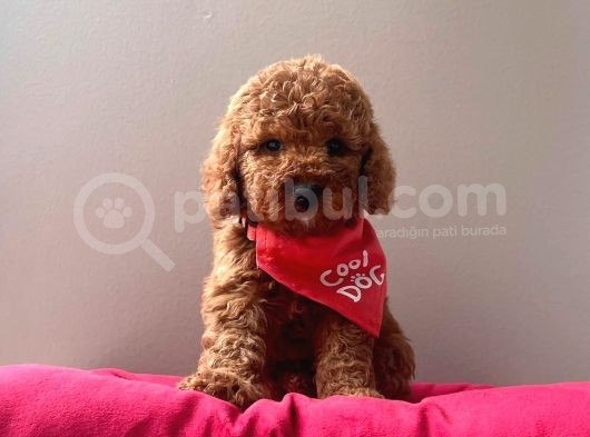 A Kali̇te Red Brown Toy Poodle Yavrularimiz görsel