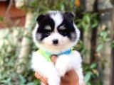 Minik Oğlum Panda