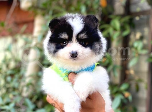 Minik Oğlum Panda görsel