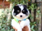 Minik Oğlum Panda