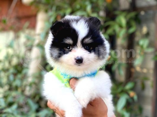 Minik Oğlum Panda görsel