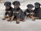 SAFKAN DOBERMAN YAVRULARI