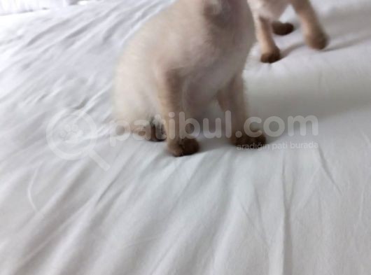 Yavrularımızı Sahiplendiriyoruz görsel