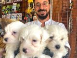 BEMBEYAZ MALTESE TERRİER 0 NUMARA