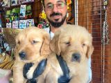 Muhteşem Bebek Yüzlü Golden Yavrularimiz