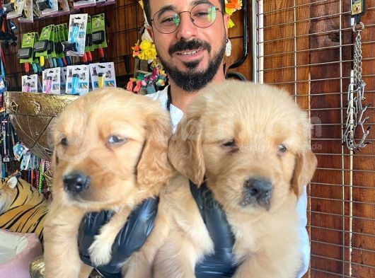 Muhteşem Bebek Yüzlü Golden Yavrularimiz görsel
