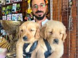 Muhteşem Bebek Yüzlü Golden Yavrularimiz