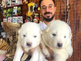 Ayi̇ Yavrusu Samoyed A Kali̇te Irk
