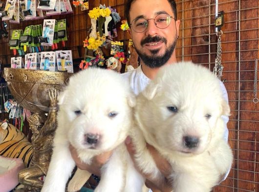 Ayi̇ Yavrusu Samoyed A Kali̇te Irk görsel