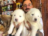 Ayi̇ Yavrusu Samoyed A Kali̇te Irk
