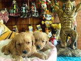 Muhteşem Bebek Yüzlü Golden Yavrularimiz