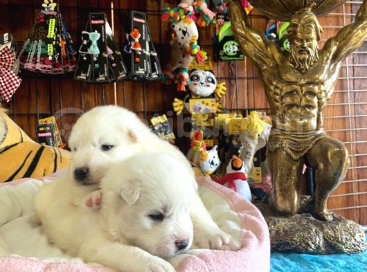 Ayi̇ Yavrusu Samoyed A Kali̇te Irk görsel