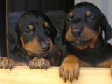 Doberman Yavrularımız Evinize Neşe Katacaktır