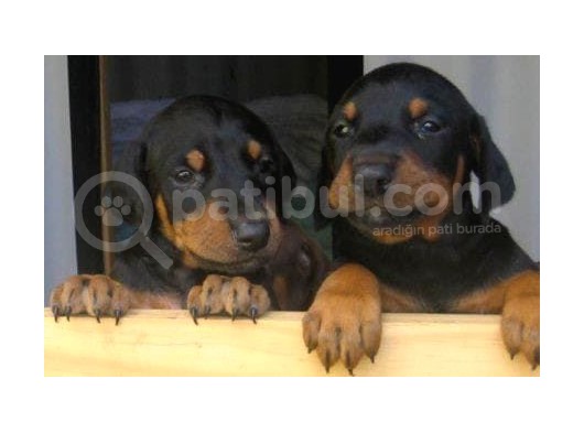Doberman Yavrularımız Evinize Neşe Katacaktır görsel